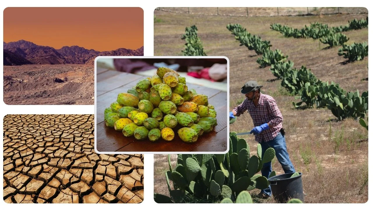 White and Brown India National Parks Travel Youtube Thumbnail (5)